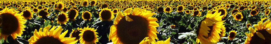 analizzare, criticare, costruire umanità  Rotating Header Image